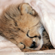 Illustration for article titled ZOMG CONSOLIDATED CUTENESS OF THE BABY ANIMALS!!!